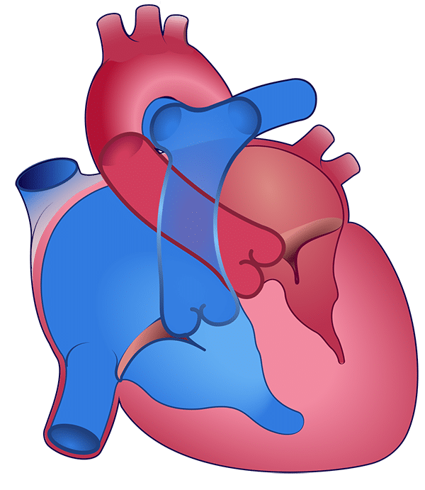 A graphical illustration of the human heart